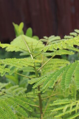 close up of leaves