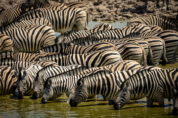 Fototapeta na wymiar Zebras drinking water in Etosha Park, Namibia