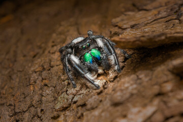 the spider with blue mouth