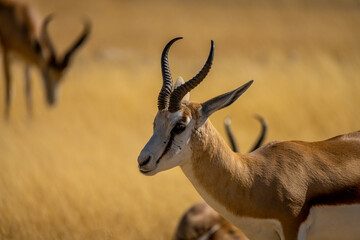Impalas in Etosha Park, Namibia