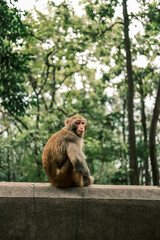 a long macaque