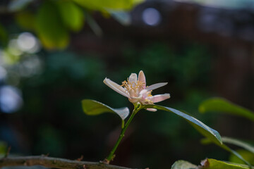  flower in the sun