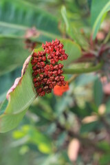 berries on a branch