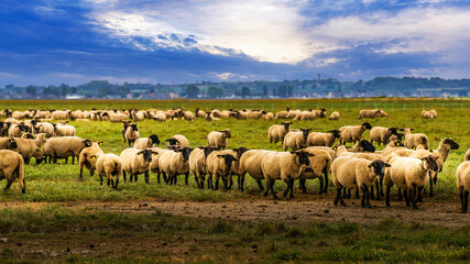 Baie du mont St Michel