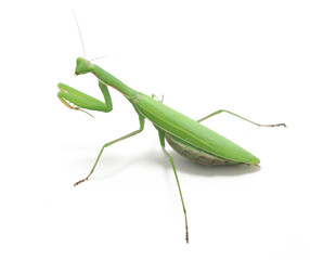 Green Preying Mantis (Mantis religiosa) isolated on white background