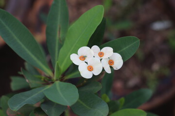 white flowers