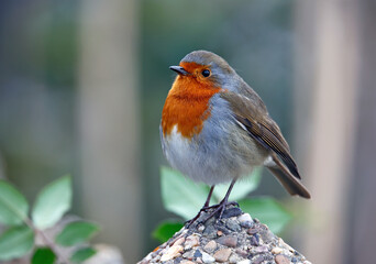 Eurasian robin perched on the fence and path
