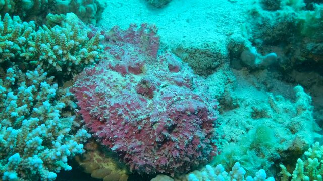 Close-up portrait of the pink Stonefish lies on sandy bottom covered with green seagrass. Reef Stonefish (Synanceia verrucosa). Camera moves around the Stone-fish. 4K-60fps 