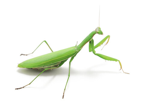 Green Preying Mantis (Mantis religiosa) isolated on white background