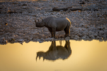 Rhinos at sunset in Etosha Park, Namibia
