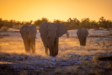 Fototapeta na wymiar Elephants at sunset in Etosha Park, Namibia