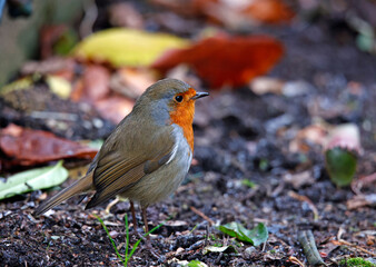 Eurasian robin perched on the fence and path