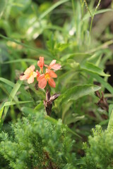 orange flower in the garden