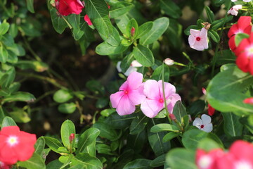 pink flowers in the garden