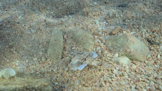 Seamoth moves on the sandy bottom in shallow water in sun rays. Pegasus, Little Dragonfish or Common Seamoth (Eurypegasus draconis). 4K-60fps