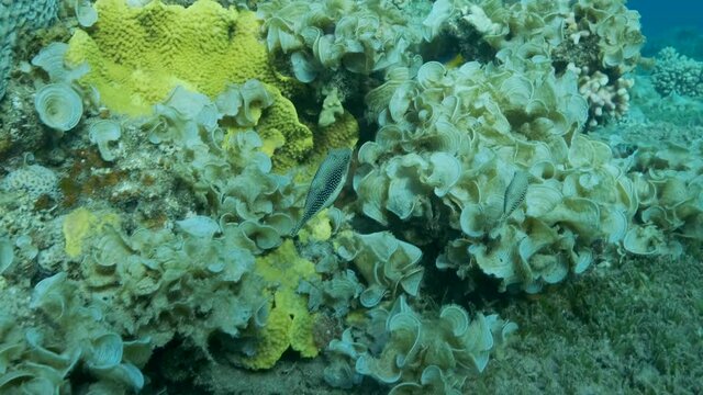Pair of Pufferfish slowly swims near coral reef above sandy seabed covered with green seagrass. Pearl Toby (Canthigaster margaritata). 4K-60fps