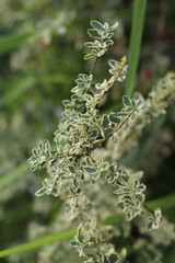close up of rosemary