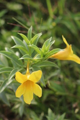 yellow flower in the garden