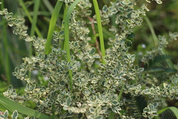 dew on the grass