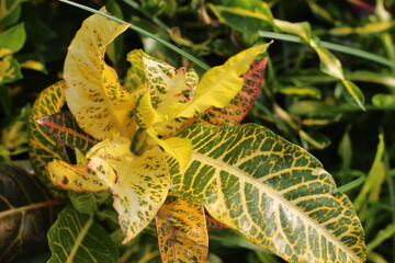 butterfly on leaf