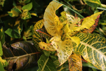 butterfly on leaf