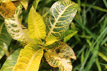 leaves in the garden