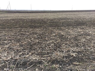 Harvested corn field and electric poles in winter