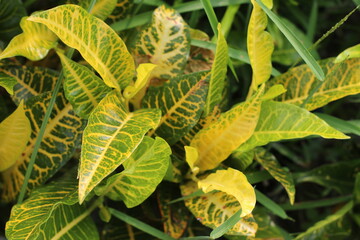 close up of a fern