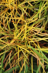 close up of a plant