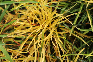 green moss background