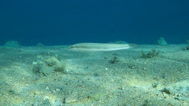 Cigar Wrasse swim above sandy bottom on blue water background. Cigar Wrasse (Cheilio inermis), Close-up, 4K-60fps