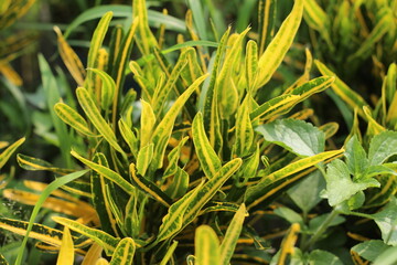 grass in the garden