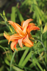orange tiger lily
