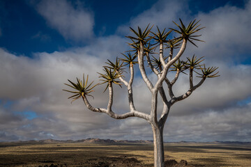 Fototapeta na wymiar Quiver tree, Namibia