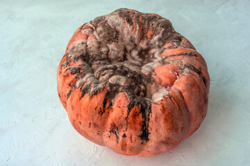Black mold on the pumpkin. Rotten orange pumpkin. Spoiled food. Rotten foods. Moldy vegetable.