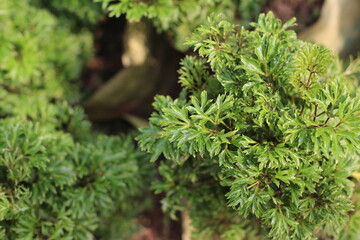 close up of needles