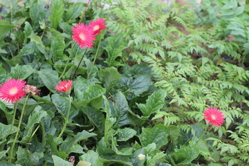 flowers in the garden