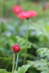 red poppy in the grass