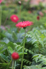red poppy flowers