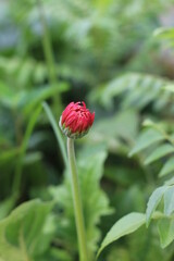 close up of a red flower