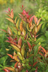 red and yellow leaves