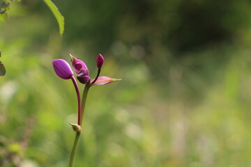 pink and white flower