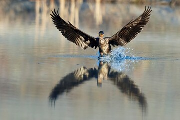 Great Cormorant in fast flight at winter sunrise. Landing on the surface, splashing water with drops. With spread wings and reflection . Beautiful golden morning light. Genus Phalacrocorax carbo.