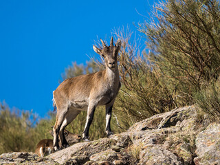 The Iberian ibex, Capra pyrenaica in the Gredos mountains near Navacepeda, Castile Leon Spain