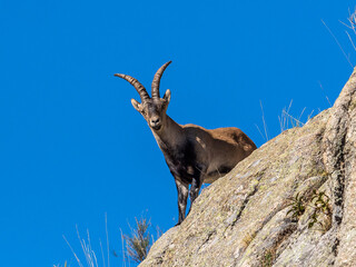 The Iberian ibex, Capra pyrenaica in the Gredos mountains near Navacepeda, Castile Leon Spain