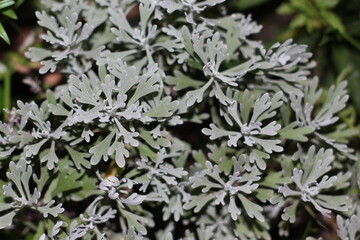 frost on the leaves