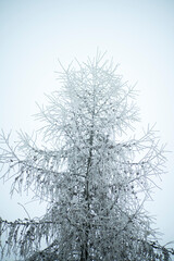 Fototapeta na wymiar Modrzewie zimą, zima, szron na drzewach, drzewa zimą, zimowy klimat, świąteczny klimat, 