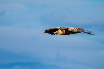 Griffon vulture, Gyps fulvus in Monfrague National Park. Extremadura, Spain