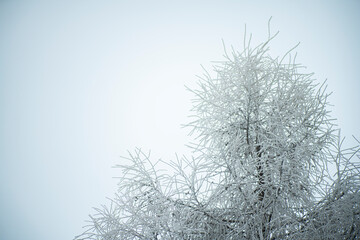 Modrzewie zimą, zima, szron na drzewach, drzewa zimą, zimowy klimat, świąteczny klimat, 