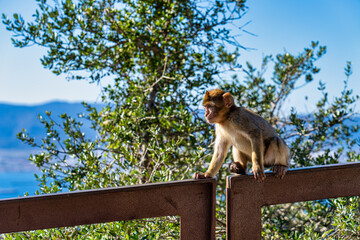 Fototapeta na wymiar Wild macaque or Gibraltar monkey, attraction of the British overseas territory.